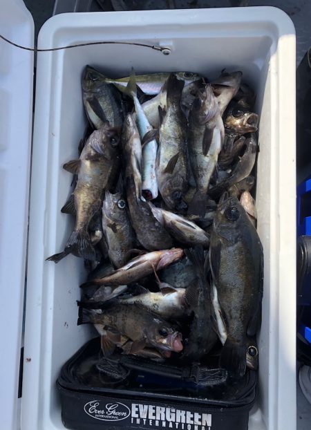 フィッシング キッタカ 釣果