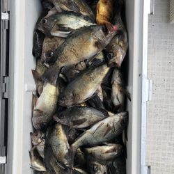 フィッシング キッタカ 釣果