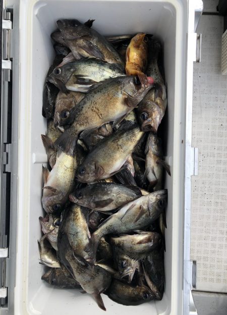 フィッシング キッタカ 釣果