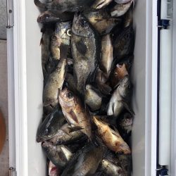 フィッシング キッタカ 釣果