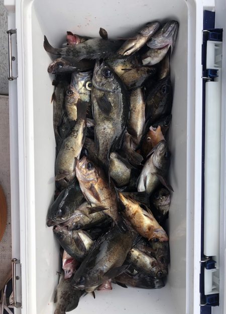 フィッシング キッタカ 釣果