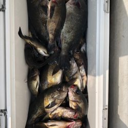 フィッシング　キッタカ 釣果