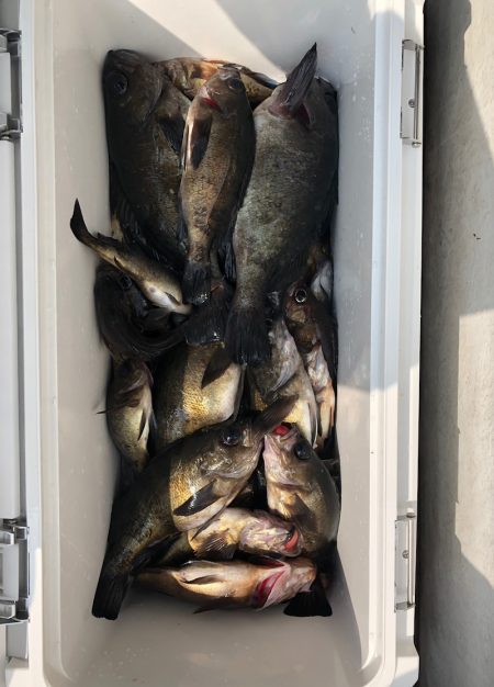 フィッシング　キッタカ 釣果