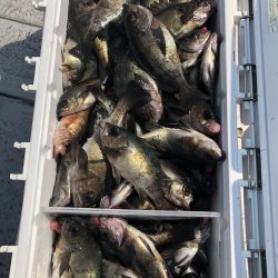 フィッシング キッタカ 釣果