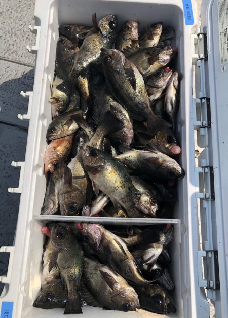 フィッシング キッタカ 釣果