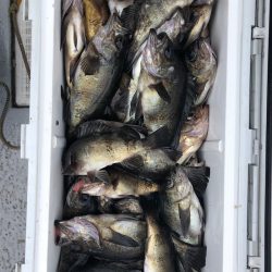 フィッシング　キッタカ 釣果