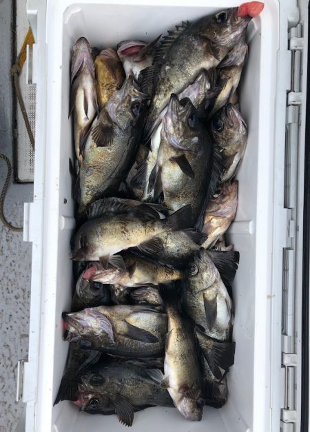 フィッシング　キッタカ 釣果