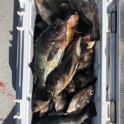 フィッシング　キッタカ 釣果