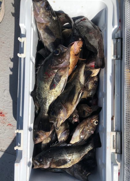 フィッシング　キッタカ 釣果