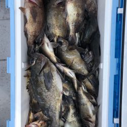 フィッシング キッタカ 釣果