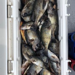 フィッシング キッタカ 釣果