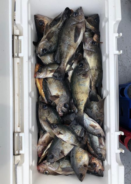 フィッシング キッタカ 釣果