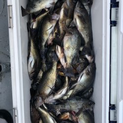 フィッシング キッタカ 釣果