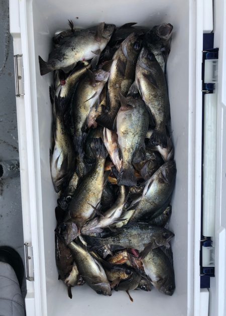 フィッシング キッタカ 釣果