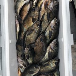 フィッシング　キッタカ 釣果