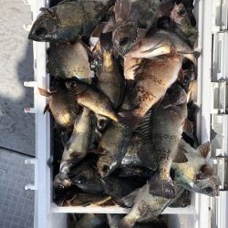 フィッシング キッタカ 釣果