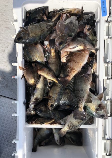 フィッシング　キッタカ 釣果