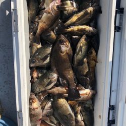 フィッシング　キッタカ 釣果