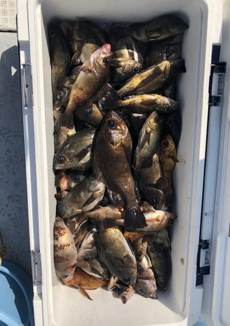 フィッシング　キッタカ 釣果