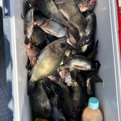 フィッシング キッタカ 釣果