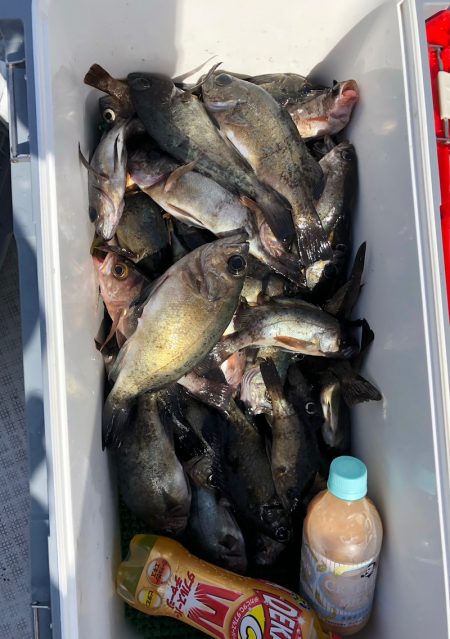 フィッシング キッタカ 釣果