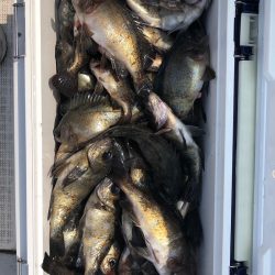 フィッシング　キッタカ 釣果