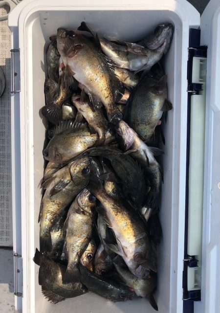 フィッシング　キッタカ 釣果