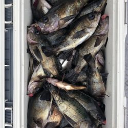 フィッシング　キッタカ 釣果