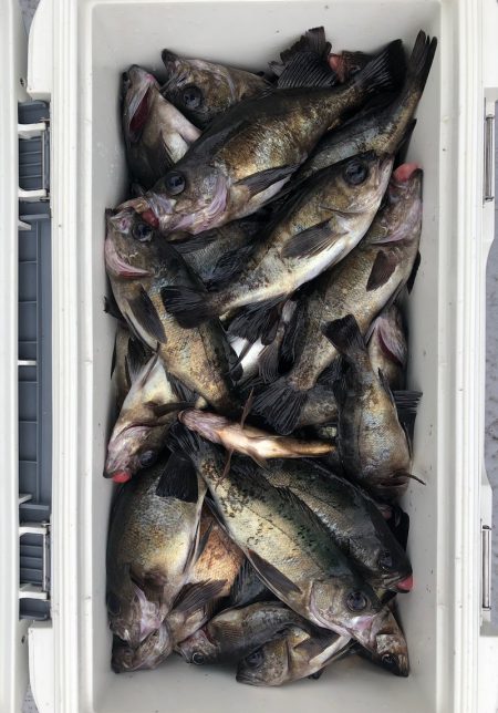 フィッシング　キッタカ 釣果