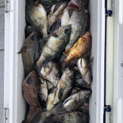 フィッシング キッタカ 釣果