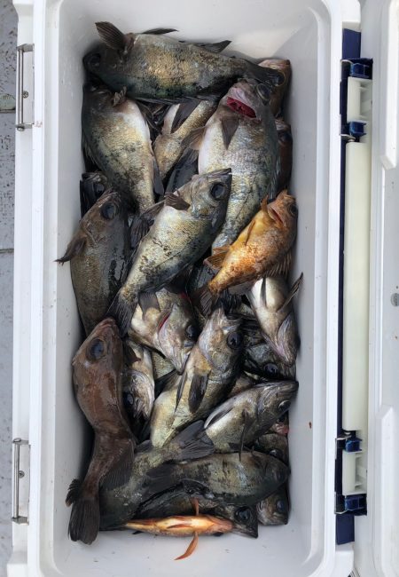 フィッシング キッタカ 釣果