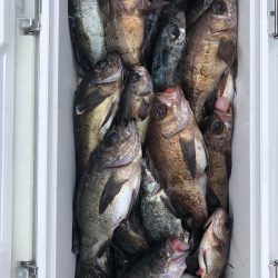 フィッシング キッタカ 釣果