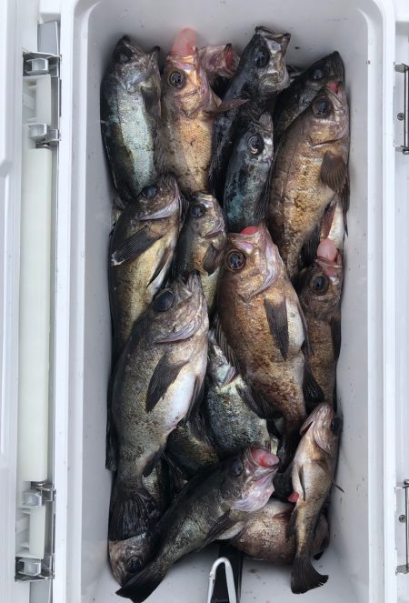 フィッシング　キッタカ 釣果