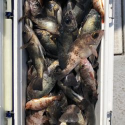 フィッシング キッタカ 釣果