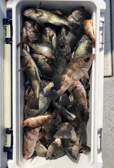 フィッシング キッタカ 釣果