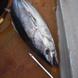 渡船屋たにぐち 釣果