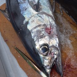 渡船屋たにぐち 釣果