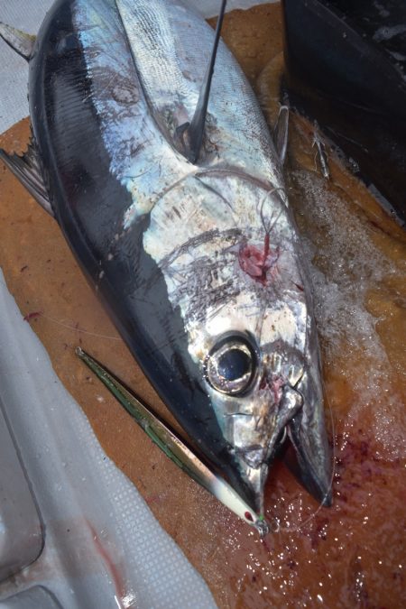 渡船屋たにぐち 釣果