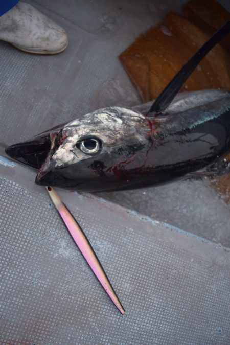 渡船屋たにぐち 釣果