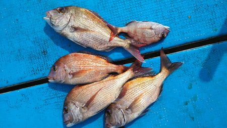 フィッシングガイド りょう 釣果