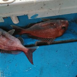 フィッシングガイド りょう 釣果