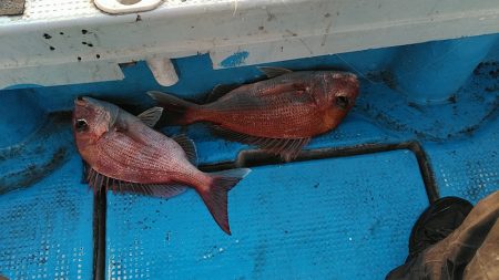 フィッシングガイド りょう 釣果