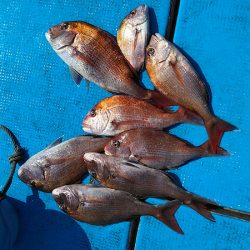 フィッシングガイド りょう 釣果