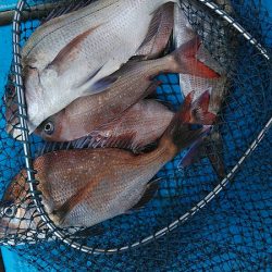 フィッシングガイド りょう 釣果