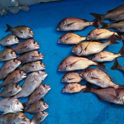 フィッシングガイド りょう 釣果