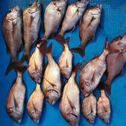 フィッシングガイド りょう 釣果