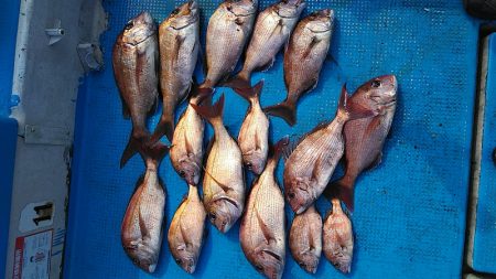 フィッシングガイド りょう 釣果