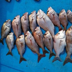 フィッシングガイド りょう 釣果