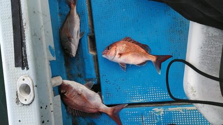 フィッシングガイド りょう 釣果