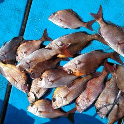 フィッシングガイド りょう 釣果